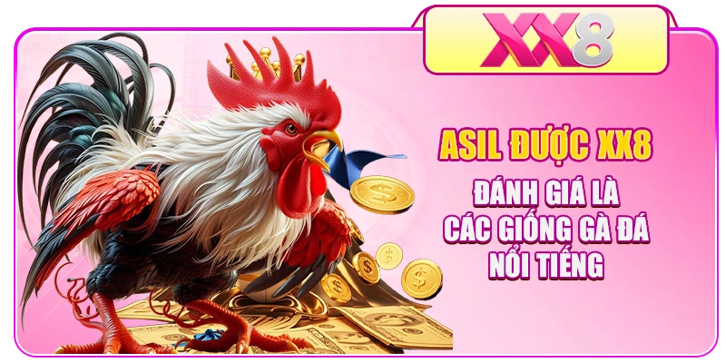 Asil được XX8 đánh giá là các giống gà đá nổi tiếng