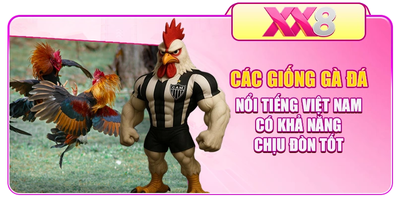 Các giống gà đá nổi tiếng Việt Nam có khả năng chịu đòn tốt
