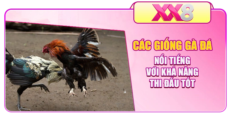 Các Giống Gà Đá Nổi Tiếng Với Khả Năng Thi Đấu Tốt
