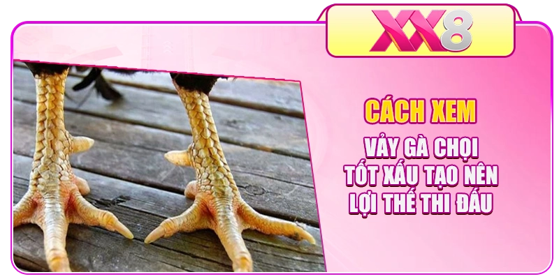 Cách Xem Vảy Gà Chọi Tốt Xấu Tạo Nên Lợi Thế Thi Đấu