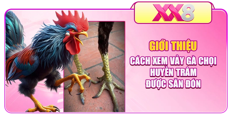 Giới thiệu cách xem vảy gà chọi Huyền Trâm được săn đón
