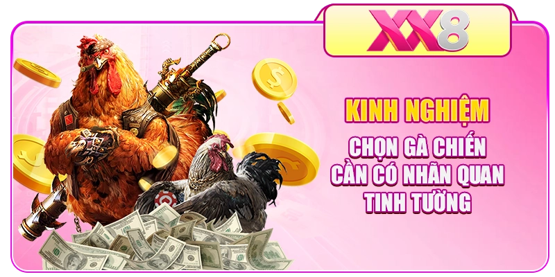 Kinh nghiệm chọn gà chiến cần có nhãn quan tinh tường