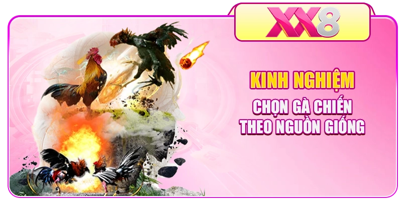 Kinh nghiệm chọn gà chiến theo nguồn giống