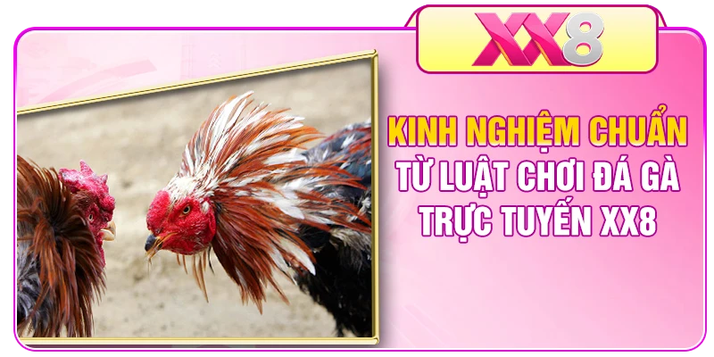 Kinh nghiệm chuẩn từ luật chơi đá gà trực tuyến XX8