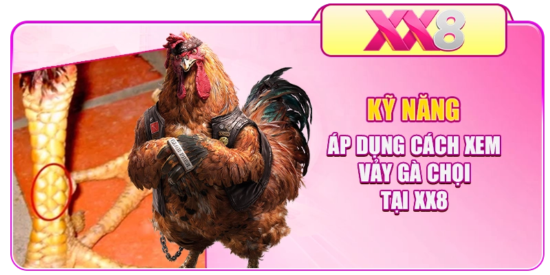Kỹ năng áp dụng cách xem vảy gà chọi tại XX8