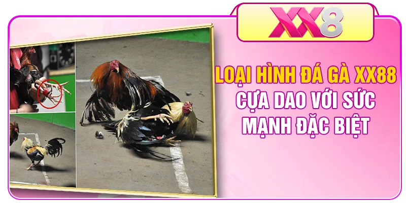 Loại hình đá gà XX8 cựa dao với sức mạnh đặc biệt