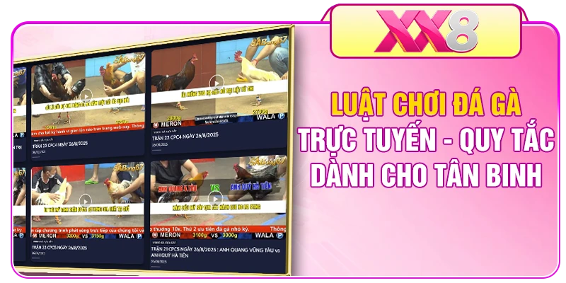 Luật Chơi Đá Gà Trực Tuyến - Quy Tắc Dành Cho Tân Binh