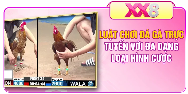 Luật chơi đá gà trực tuyến với đa dạng loại hình cược