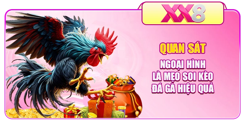 Quan sát ngoại hình là mẹo soi kèo đá gà hiệu quả